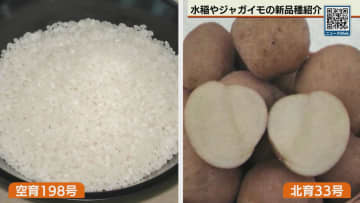水稲にジャガイモの新品種も　北海道と道立総合研究機構が農業新技術発表会