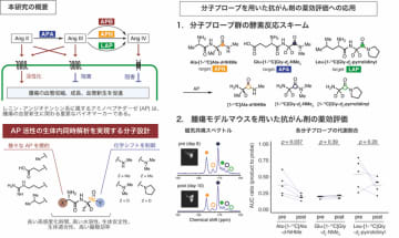 量子センシング技術を活用した生体内における複数のアミノペプチダーゼ活性の同時検出