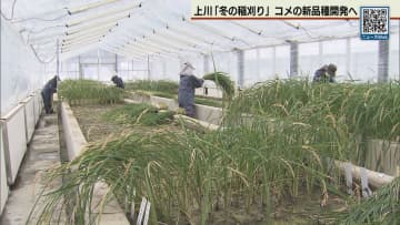 コメの新品種開発へ　北海道・上川農業試験場で「冬の稲刈り」