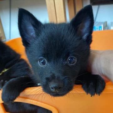 臆病な一面もあったスキッパーキの子犬→3年後、散歩中に“なでられ待ち”をするフレンドリーなコに成長！