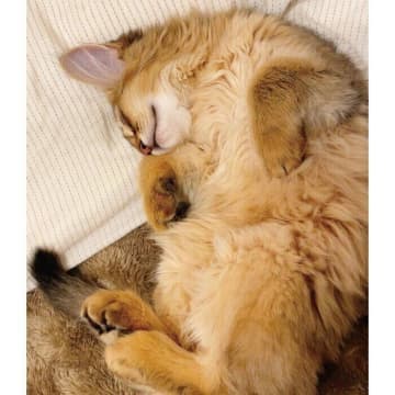 お腹丸出しで爆睡していた生後3カ月の子猫　大病を乗り越え、たくましく成長した4才の姿にほっこり