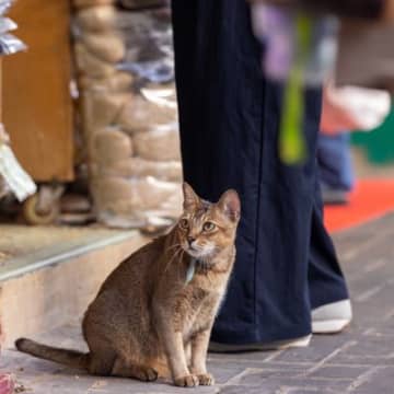 ニューヨーク名物「食料品店ボデガの猫」 合法化を求める動きが ...