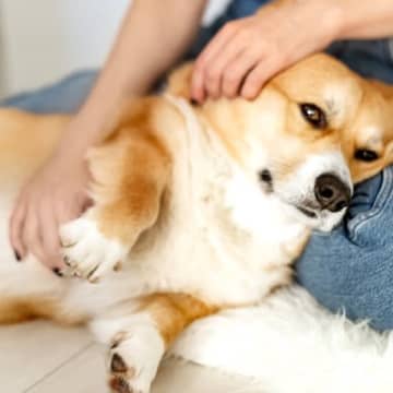 犬がみせる『寂しかった』サイン５選　愛犬が心細いと感じているときにする行動とは？