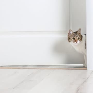 猫が『飼い主の目を盗んでやっていること』5選　こっそり行う理由や心理も解説