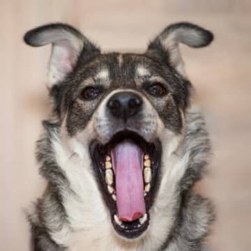 犬の危険な『舌の状態』4つ　健康状態を把握するためのチェック項目とは？