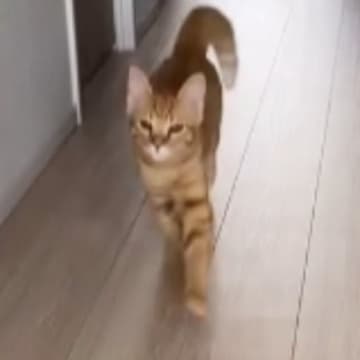 嬉しいことがあった茶トラ猫→『走り方』が……思わず笑顔になる『可愛すぎる瞬間』が109万再生「前足の動かし方が絶妙ｗ」「ほっこりした」