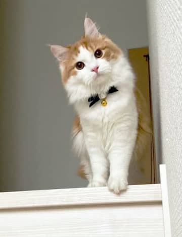 猫の気持ちは“しっぽ”でわかる　激しく振るは「イライラ」垂れ下がるのは「リラックス」垂直に立ったら…獣医師が解説