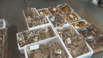 秋の味覚・天然キノコ入荷　今年は天候に恵まれ入荷量多い　岐阜・高山市