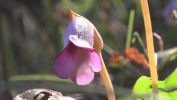 秋の訪れ「ナンバンギセル」見頃　薄紫色の花でキセルに似ているとして名付けられる　三重・紀北町