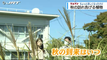 桜だけじゃない？秋にはある植物の開花も発表　『マメテン』徳島地方気象台で71年前から【徳島】