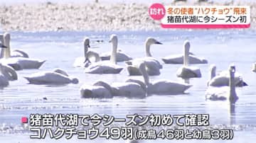 冬を越すために…猪苗代湖に冬の使者・ハクチョウが飛来 福島県 | チバテレ＋プラス