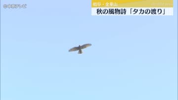 秋の風物詩「タカの渡り」　サシバやノスリなどタカの仲間が秋空を舞う姿　岐阜・金華山