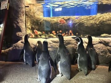 「あのSNSと同じ写真が撮りたい！」展示魚を眺めるペンギンたちのお散歩を“ゼロ距離”で見放題、人気投稿から誕生したリアルイベントが10月限定で開催中、大きな反響に“中の人”も自画自賛!?「飼育係として良い仕事ができた」