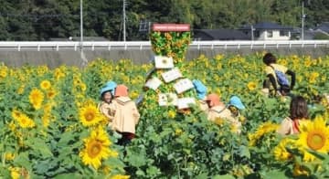 見頃となった約１万本のヒマワリ。中央にはひまわりタワーも設置された＝６日、熊本市西区