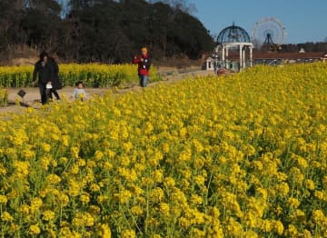 菜の花満開一面に 袖ケ浦 東京ドイツ村 チバテレ プラス