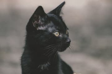 黒猫が夢に出てくる理由