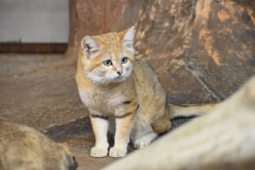 日本でも見られる？世界中の珍しい猫10選＆会える場所をご紹介