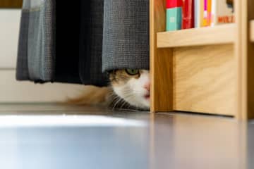 9月1日は「防災の日」！もしもの時に愛猫をどうする？