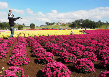 色とりどりマムの花 5万株が見頃 東京ドイツ村 チバテレ プラス