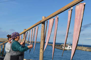 今年は肉厚 味も良し ナマダ漁本格化 館山 相浜漁港 チバテレ プラス