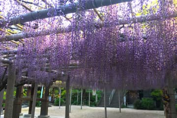 北九州 吉祥寺 風に揺れる藤の花を眺めながら 藤ソフトクリーム 福岡 ニュース My J Com テレビ番組 視聴情報 動画が満載