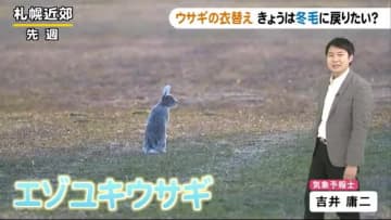 北海道の天気 4 21 水 きょうは冬毛に戻りたい寒さ ウサギは冬毛から夏毛に衣替え中 北海道 ニュース My J Com テレビ番組 視聴情報 動画が満載