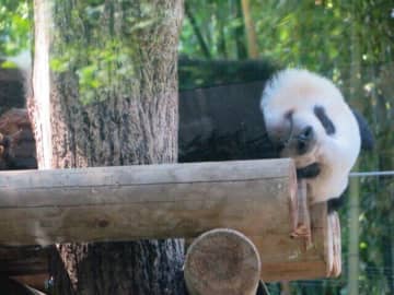 上野動物園さあ再開 だけど ディズニーランド並み予約困難 すぐ完売 チバテレ プラス