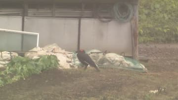 怪鳥 ミナミジサイチョウ 捕獲作戦つづく 千葉 柏市 チバテレ プラス