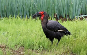 「怪鳥」目撃相次ぐ、千葉　店から逃げた絶滅危惧種か