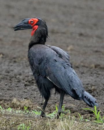 「怪鳥」千葉で捕獲　店から逃げた絶滅危惧種か