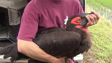 ついに捕獲に成功!　千葉の“巨大鳥”