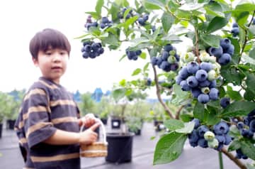 摘みたてブルーベリーでピザ体験　東金の観光園12日オープン　小学生以下、入園無料に