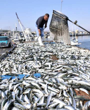 旬の「入梅イワシ」、銚子漁港で続々と水揚げ　豊漁、港に活気　「脂乗って身丸く」
