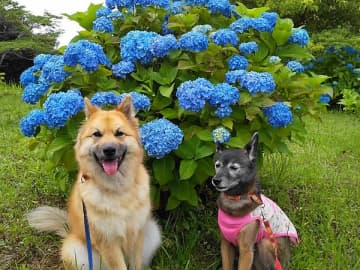 1600株の紫陽花を眺め、展望カフェでホッとする野見金公園@長南町