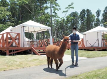 アルパカがテント前までお散歩に♪　マザー牧場のグランピング施設、あす15日オープン