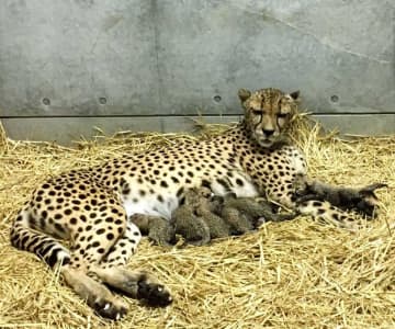 元気いっぱい、チーターの赤ちゃん6頭誕生　初繁殖、国内でも珍しく　千葉市動物公園