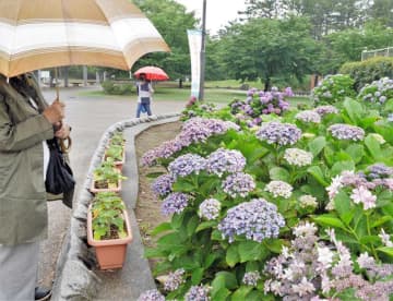 関東甲信が梅雨入り　千葉市では傘差しアジサイ観賞