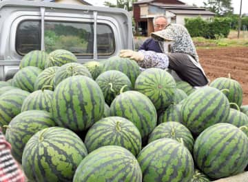 特産・スイカが最盛期　梅雨入り遅れ、甘みの強い大玉に　／富里
