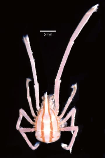 南房総沖から新種の甲殻類発見　「ヨツスジテングクモエビ」　千葉県中央博、大房岬沖の深海で