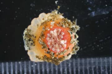 幻のイソギンチャク発見　100年ぶり、三浦半島沖
