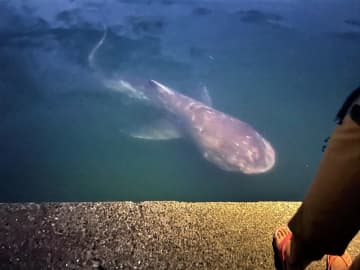 幻のサメ「メガマウス」現る　約4メートル、貴重な泳ぐ姿に驚き　千葉・館山の堤防で