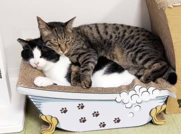 保護猫カフェのお仕事～第２８回～