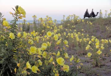 「月の沙漠」に彩り　砂浜に月見草が開花　／千葉・御宿