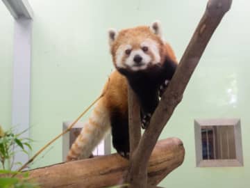 レッサーパンダ「タイヨウ」、キリンの「コノカ」が仲間入り　千葉市動物公園