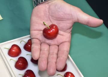 高級サクランボ、1粒3万円　青森・八戸で初競り