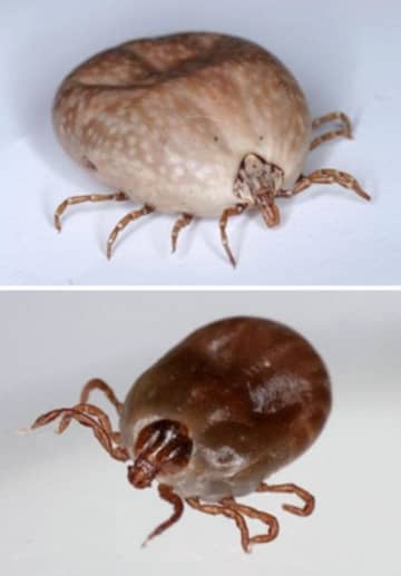 マダニ感染症、関東で初確認　致死率6～30％、地域拡大