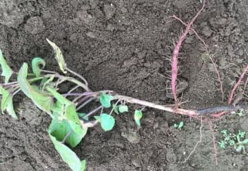 カビで葉や茎枯れる…サツマイモ基腐病　千葉県内で初確認