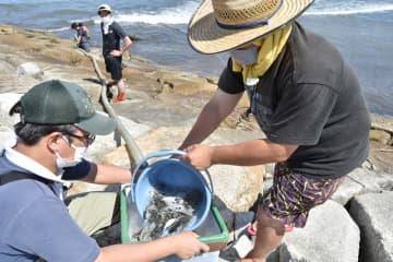 いすみの新たな特産品に　トラフグ稚魚放流　伊勢エビやマダコに続け！　漁業者80人バケツリレー