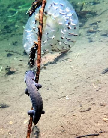 トウキョウサンショウウオ、山武地域の個体群激減　城国大調査　専門家が警鐘「近く野生個体群の完全消滅も」　周知へ市役所展示