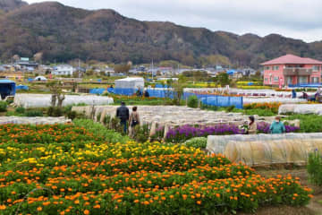 千倉町千田地区の花畑再生へ　台風被害、コロナで打撃　南房総市がCF　返礼品に伊勢エビも